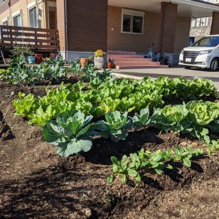 株式会社デイベンロイ 地球のかけら ケアル訪問看護 株式会社デイベンロイ 地球のかけら ケアル訪問看護